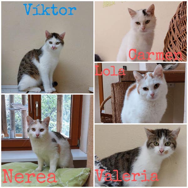 Viktor, Valeria, Lola, Carmen und Nerea